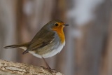 Rødstrupe (Erithacus rubecula)