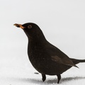 Svarttrost (Turdus merula)