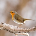 Rødstrupe (Erithacus rubecula)