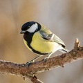 Kjøttmeis (Parus major)