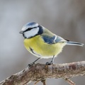 Blåmeis (Cyanistes caeruleus)