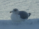 Gråmåke (Larus argentatus)