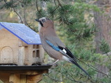 Nøtteskrike (Garrulus glandarius)