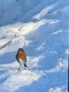 Robin (Erithacus rubecula)