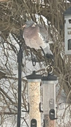 Wood Pigeon (Columba palumbus)