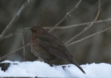 Svarttrost (Turdus merula)