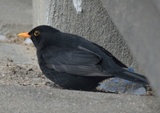 Svarttrost (Turdus merula)