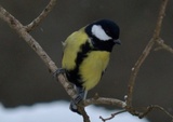 Kjøttmeis (Parus major)