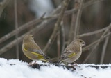 Grønnfink (Carduelis chloris)