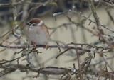 Pilfink (Passer montanus)