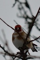 Stillits (Carduelis carduelis)