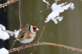 Stillits (Carduelis carduelis)