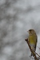 Grønnfink (Carduelis chloris)