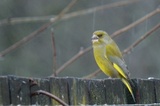 Grønnfink (Carduelis chloris)