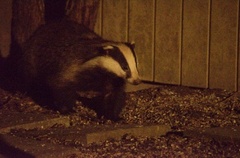 Badger (Meles meles)