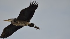 Gråhegre (Ardea cinerea)