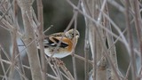 Bjørkefink (Fringilla montifringilla)