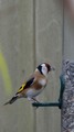 Stillits (Carduelis carduelis)