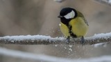 Kjøttmeis (Parus major)