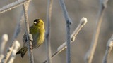 Grønnsisik (Carduelis spinus)