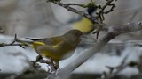 Grønnfink (Carduelis chloris)