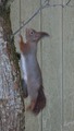 Ekorn (Sciurus vulgaris)