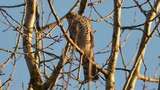 Spurvehauk (Accipiter nisus)