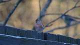 Gråsisik (Carduelis flammea)