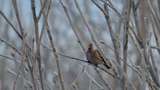 Gråsisik (Carduelis flammea)