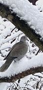 Tyrkerdue (Streptopelia decaocto)