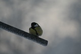 Kjøttmeis (Parus major)