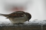 Gråspurv (Passer domesticus)