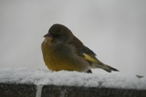 Grønnfink (Carduelis chloris)