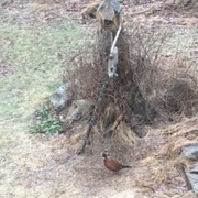 Common Pheasant (Phasianus colchicus)