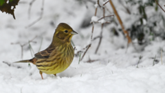 Yellowhammer (Emberiza citrinella)