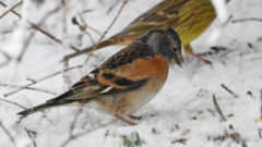 Brambling (Fringilla montifringilla)