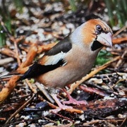 Hawfinch (Coccothraustes coccothraustes)