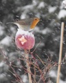 Rødstrupe (Erithacus rubecula)