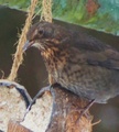 Svarttrost (Turdus merula)