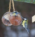 Kjøttmeis (Parus major)