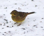 Gulspurv (Emberiza citrinella)