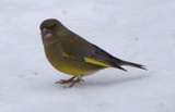 Grønnfink (Carduelis chloris)