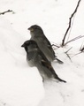 Gråspurv (Passer domesticus)