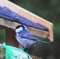 Svartmeis (Periparus ater)