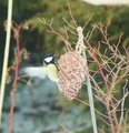 Kjøttmeis (Parus major)