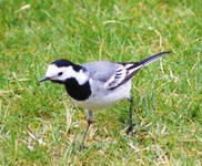 White Wagtail (Motacilla alba)