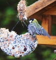 Kjøttmeis (Parus major)