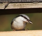 Spettmeis (Sitta europaea)