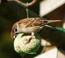 Pilfink (Passer montanus)