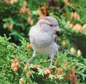 Gråspurv (Passer domesticus)